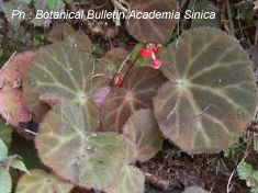 B. porteri var. porteri